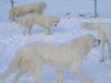 Guardian Acres and Winter Wonderland